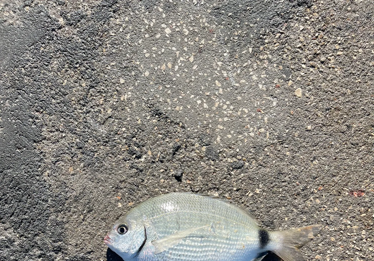 Spottail seabream