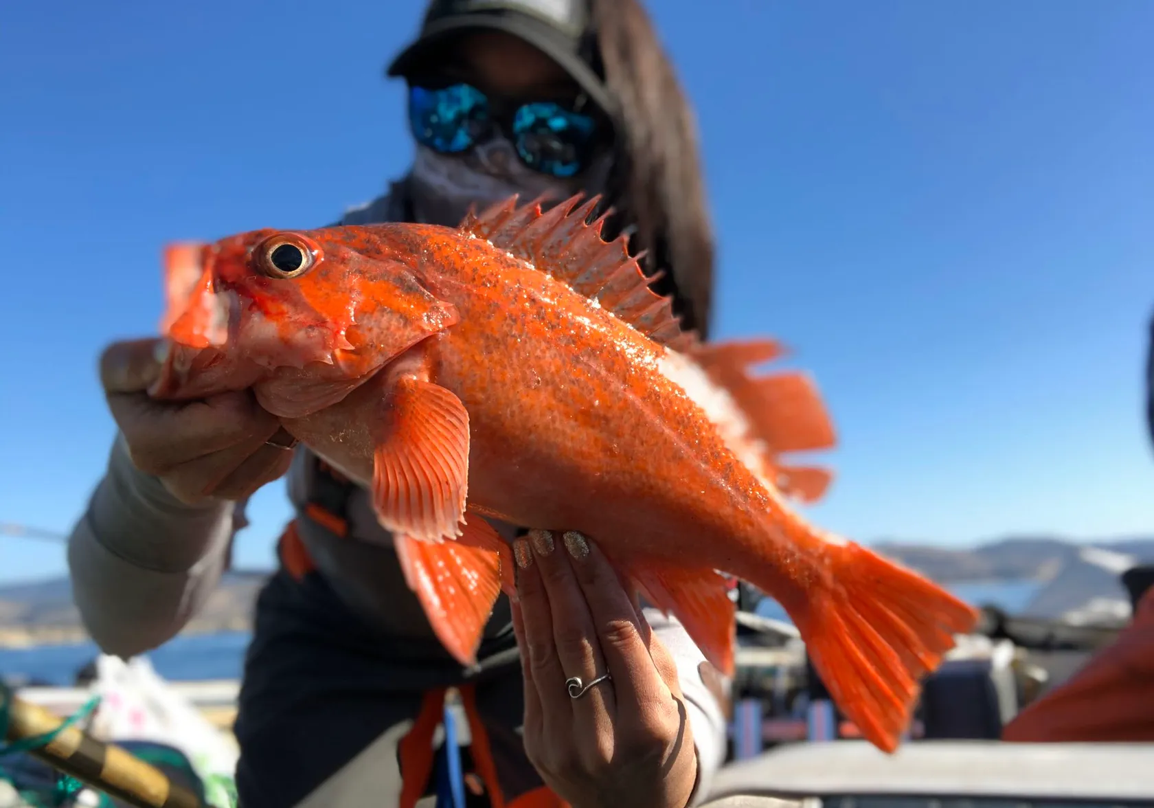 Vermilion rockfish