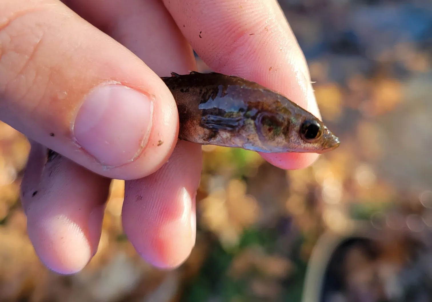 Fourspine stickleback