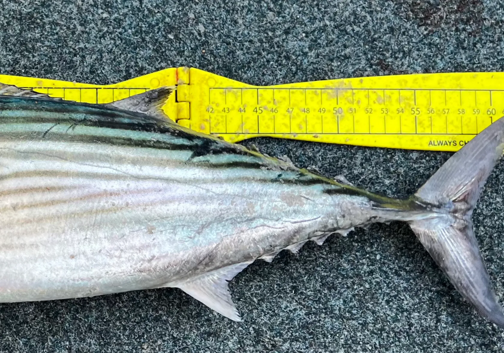 Australian bonito