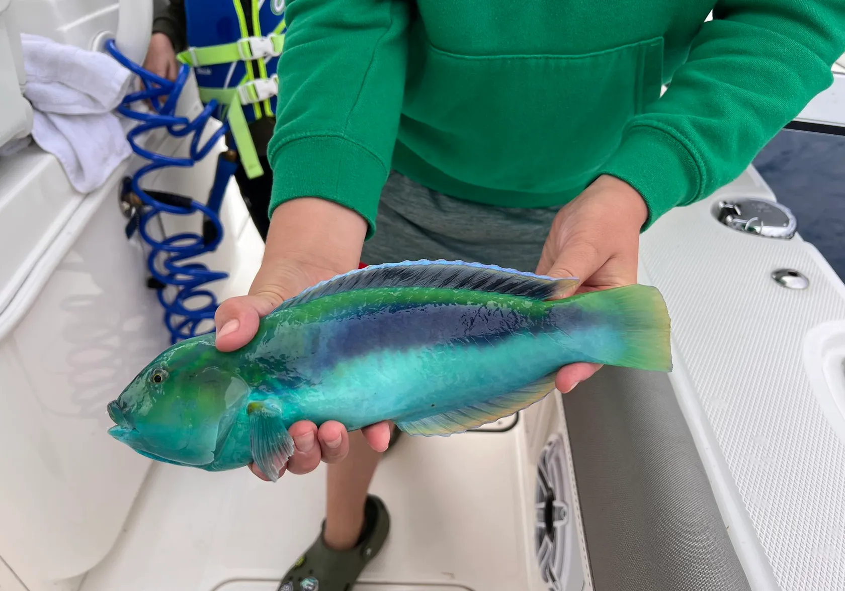 Yellowcheek wrasse