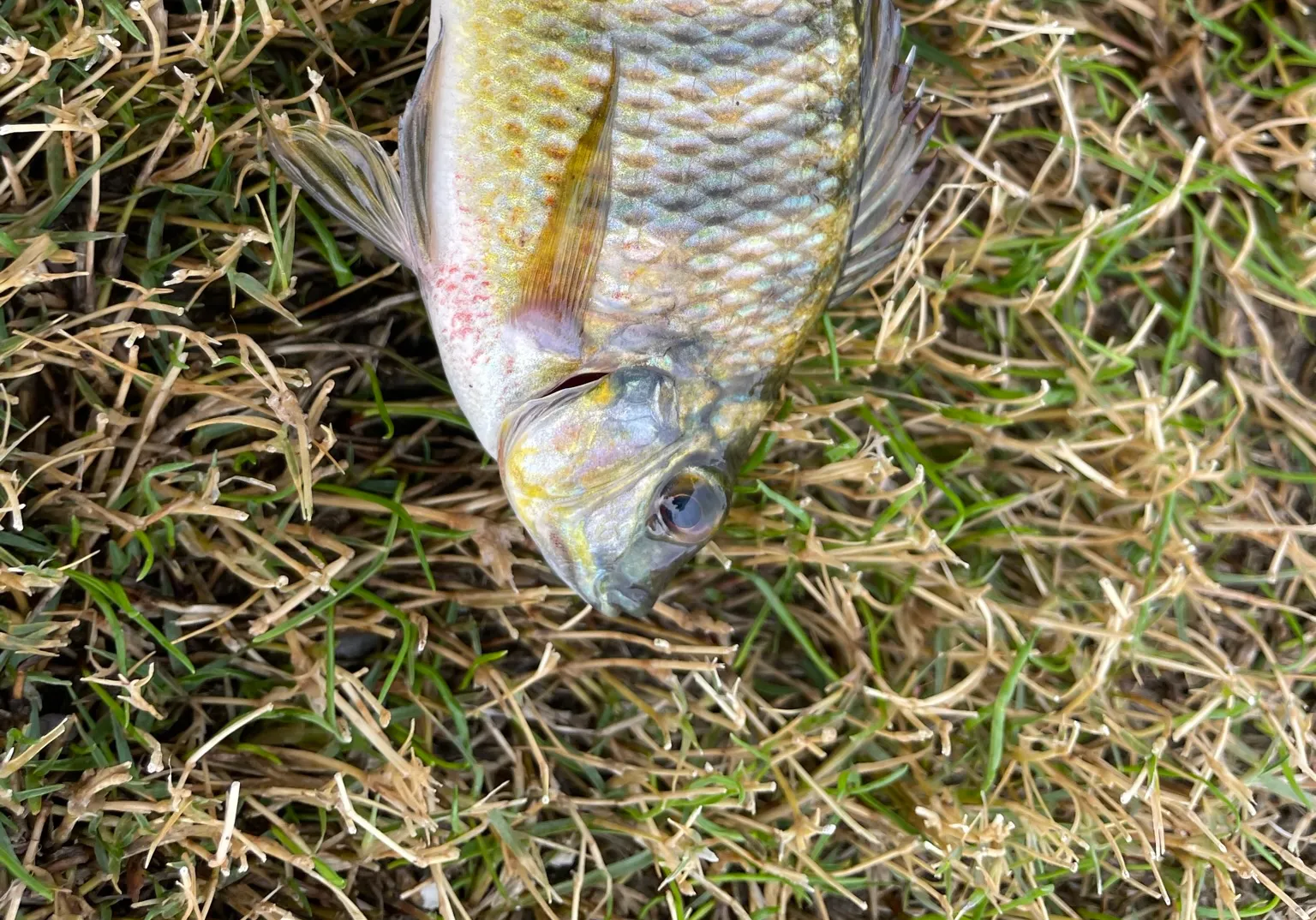 Redbreast tilapia