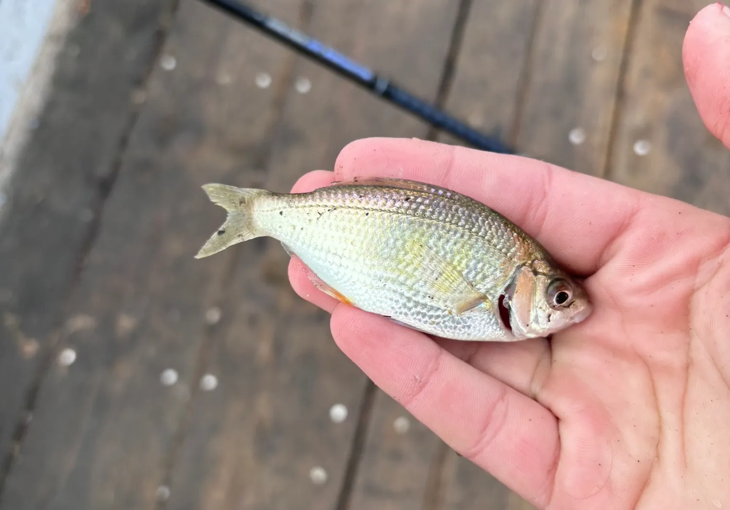 Shiner perch