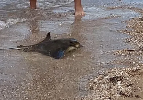 Australian bull ray