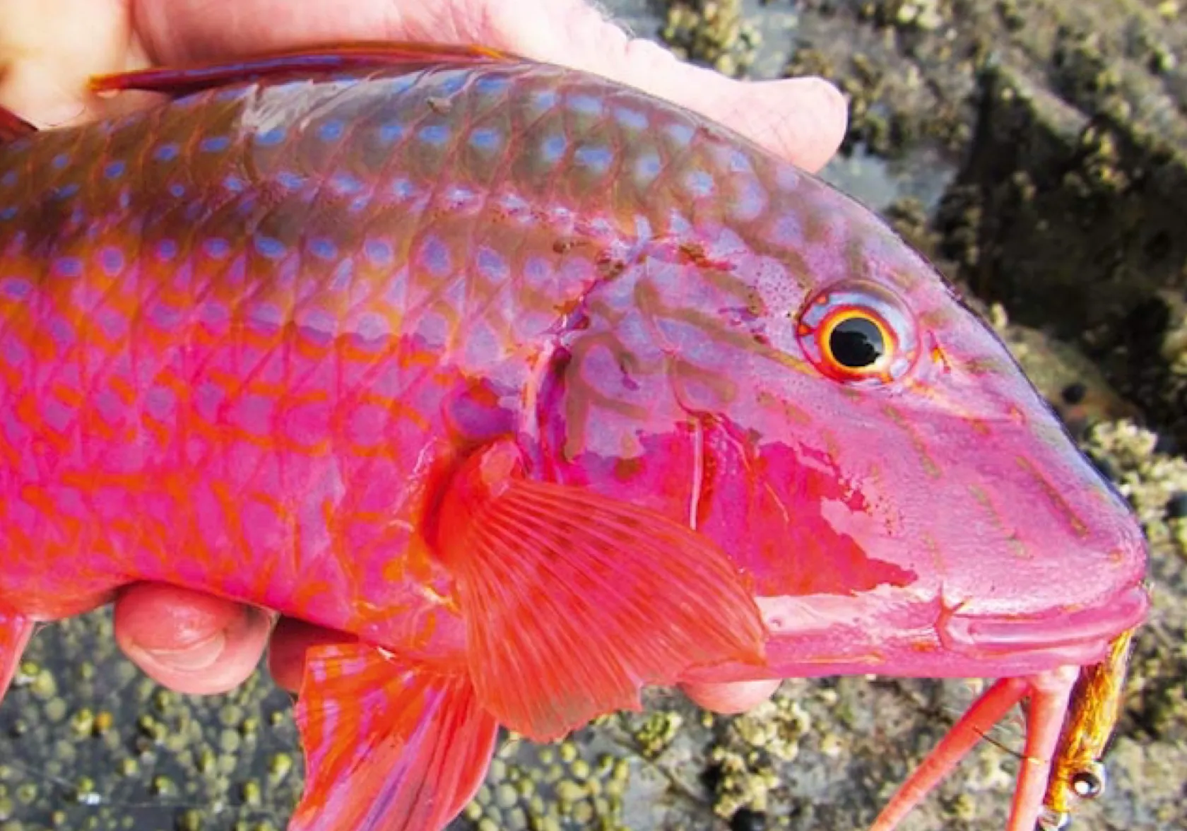 Manybar goatfish