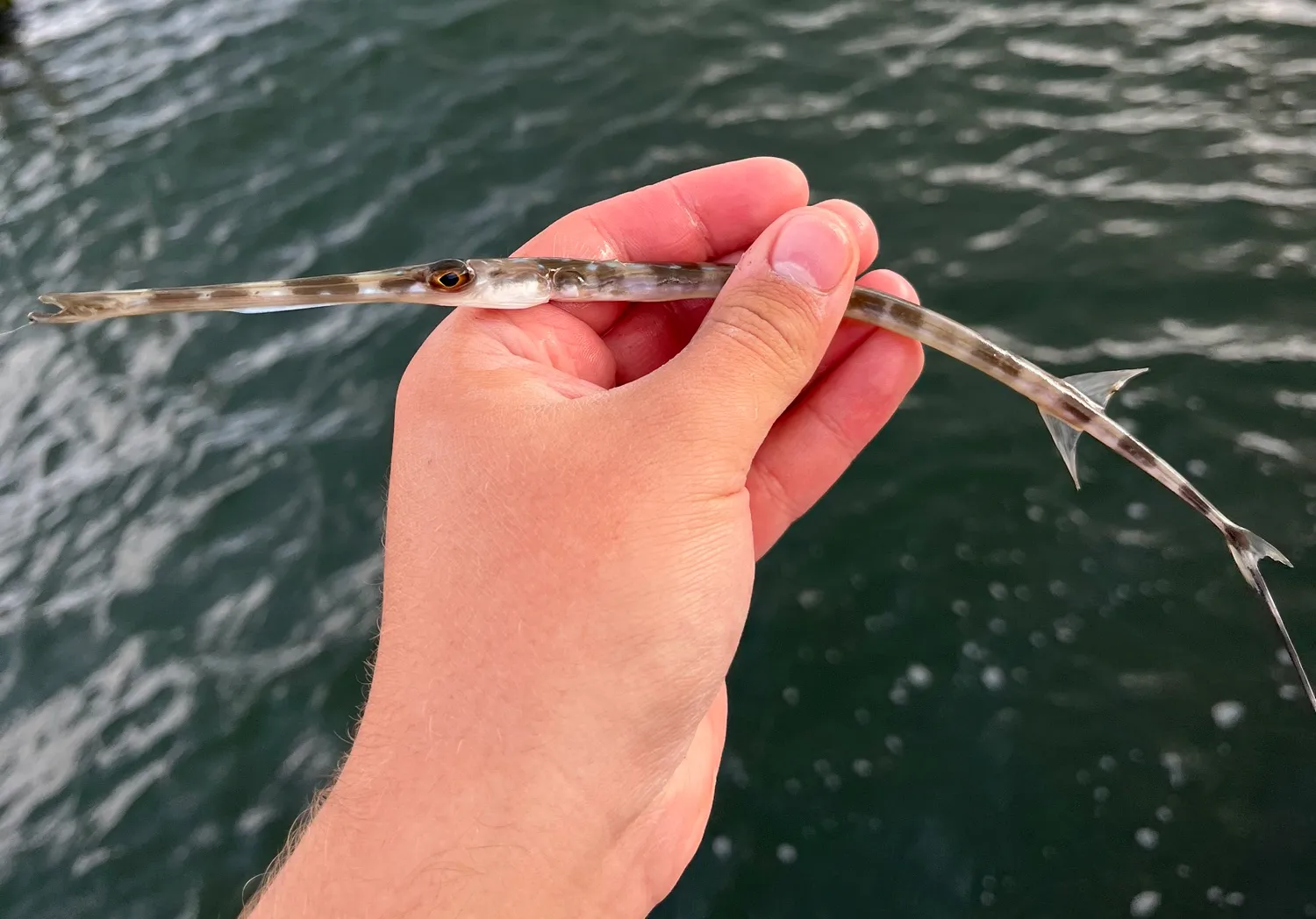 Bluespotted cornetfish