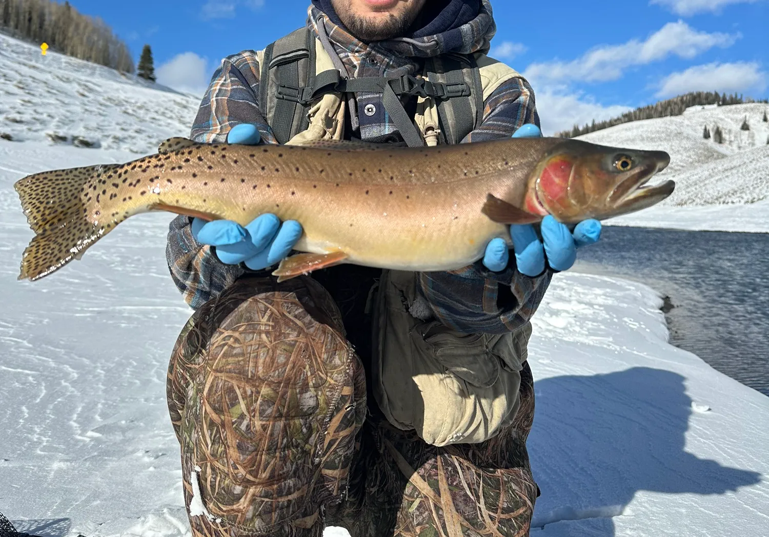 Yellowstone cutthroat trout