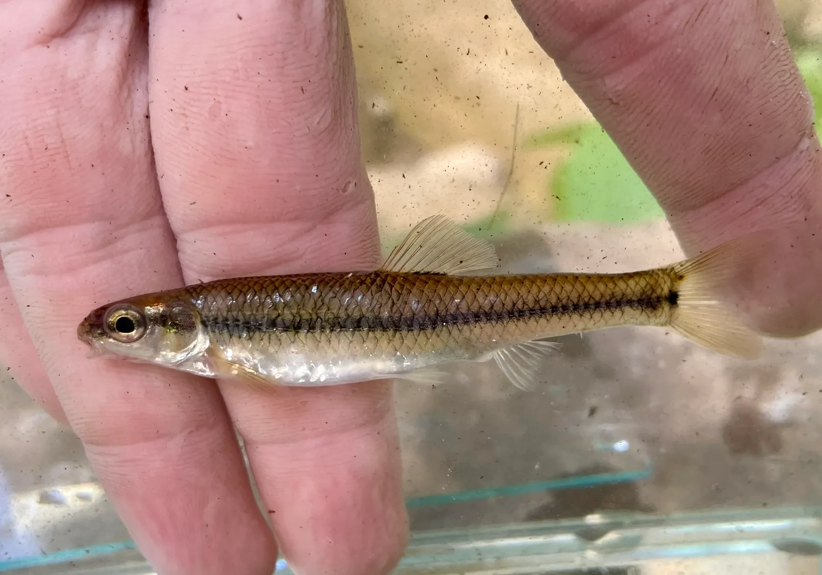 Bluntnose minnow