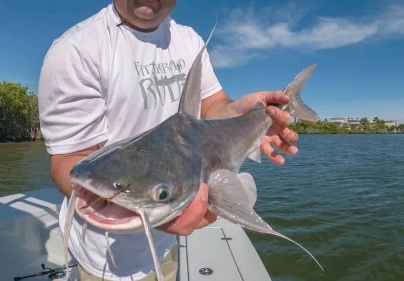 Gafftopsail sea catfish