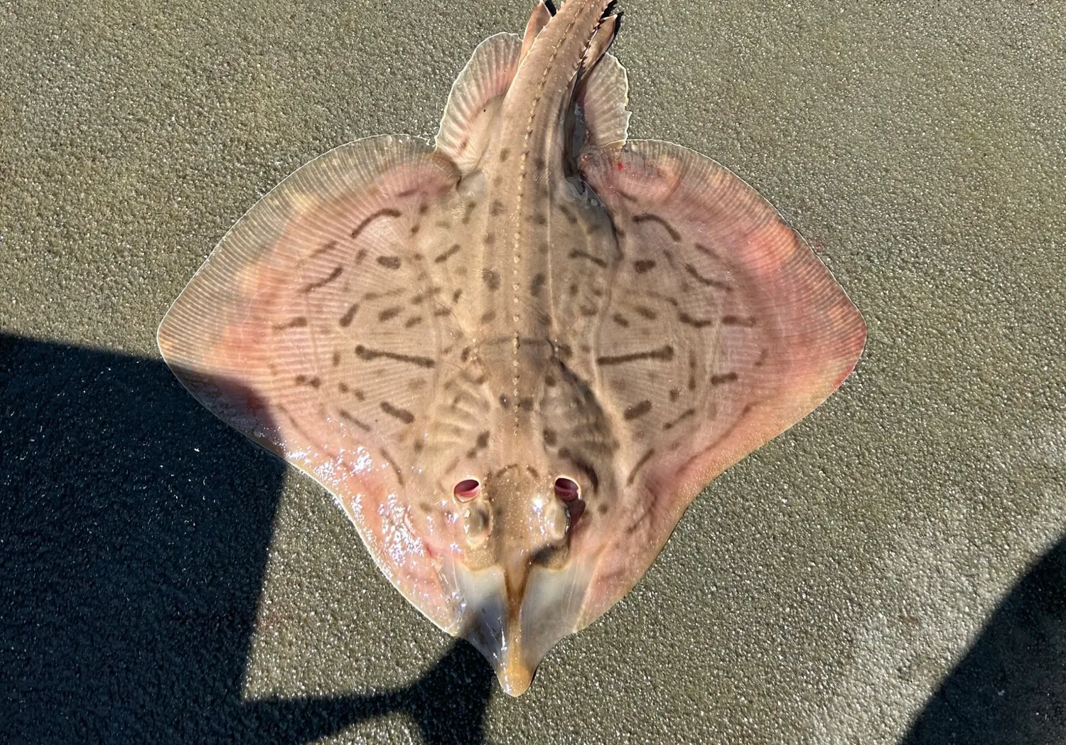 Clearnose skate