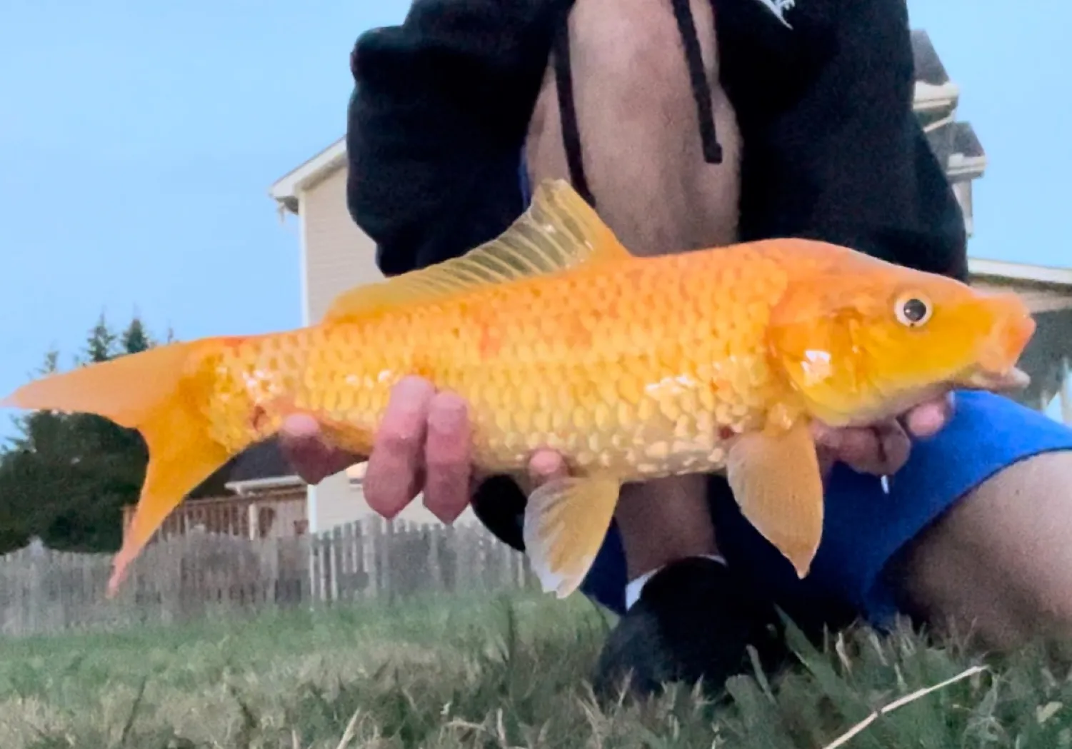 Koi carp