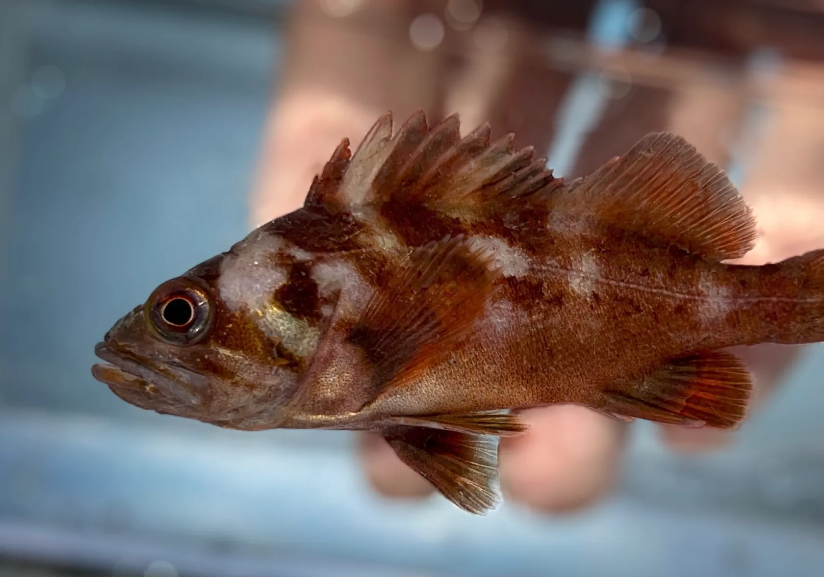 Shiner perch