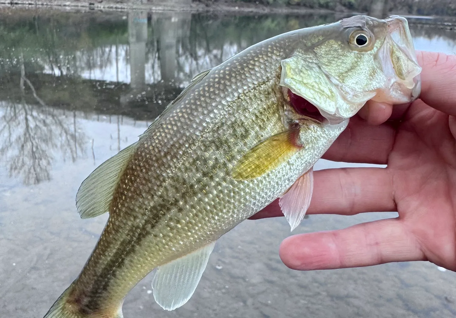 American gizzard shad