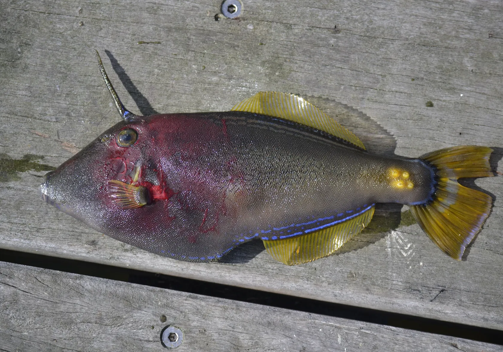 Large-scaled leatherjacket