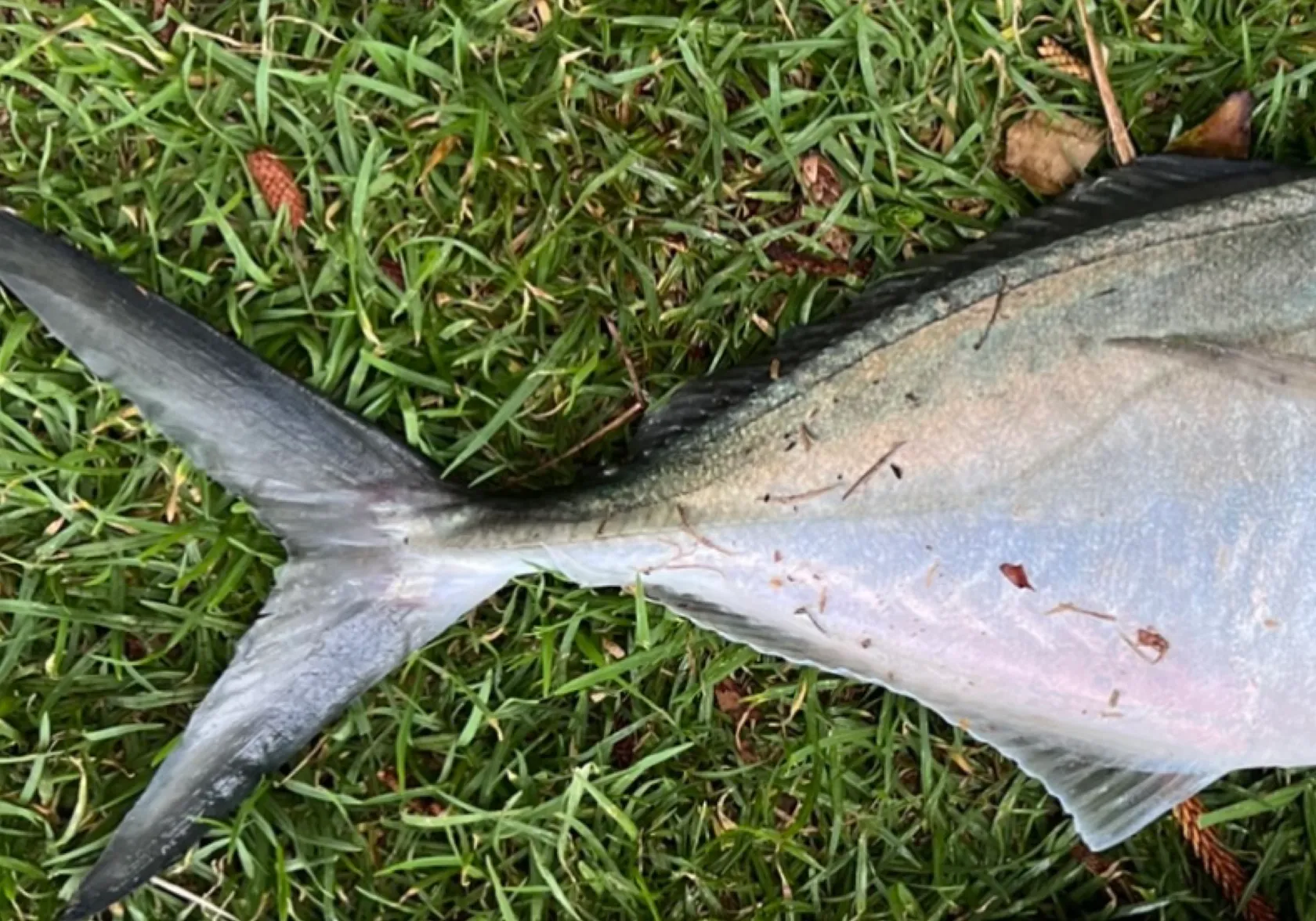 White trevally