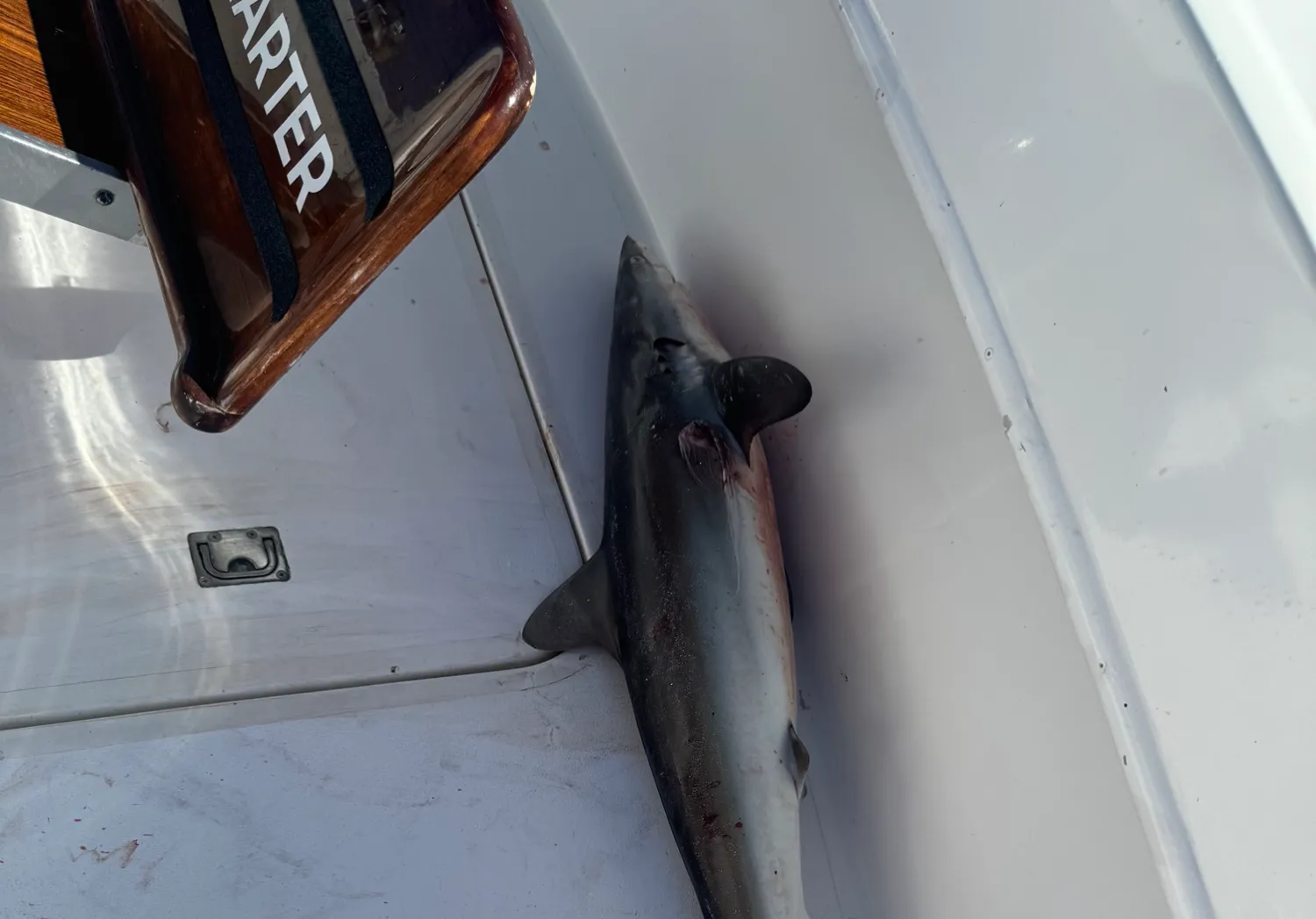 Caribbean reef shark