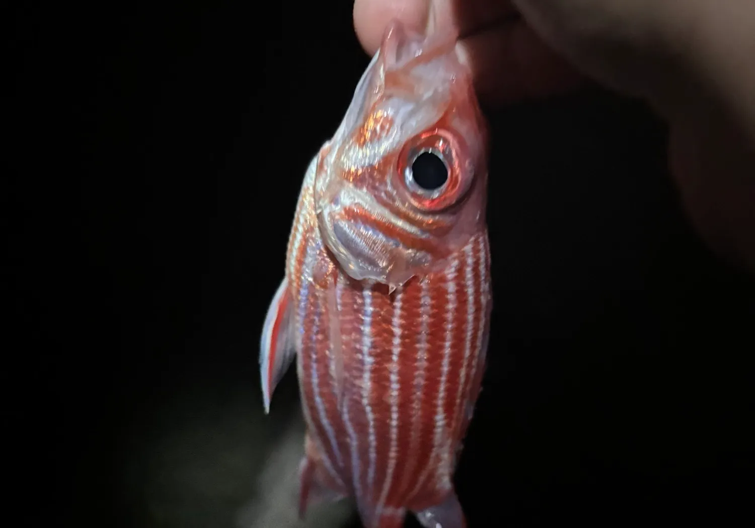 Crown squirrelfish