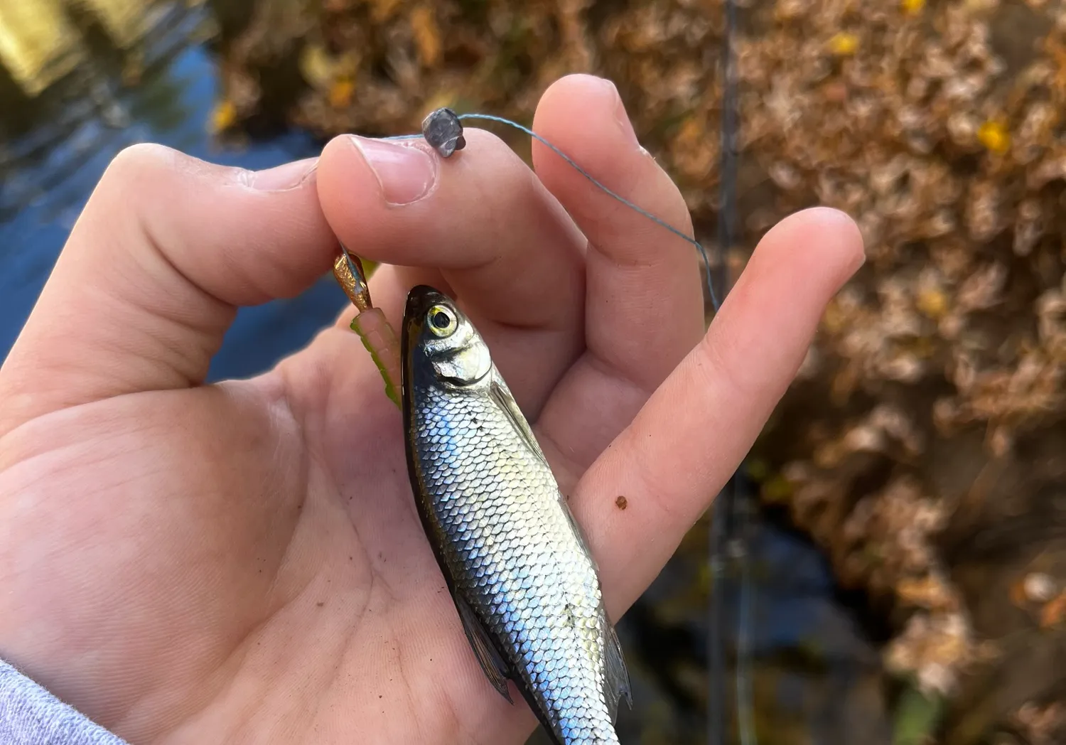 Golden shiner