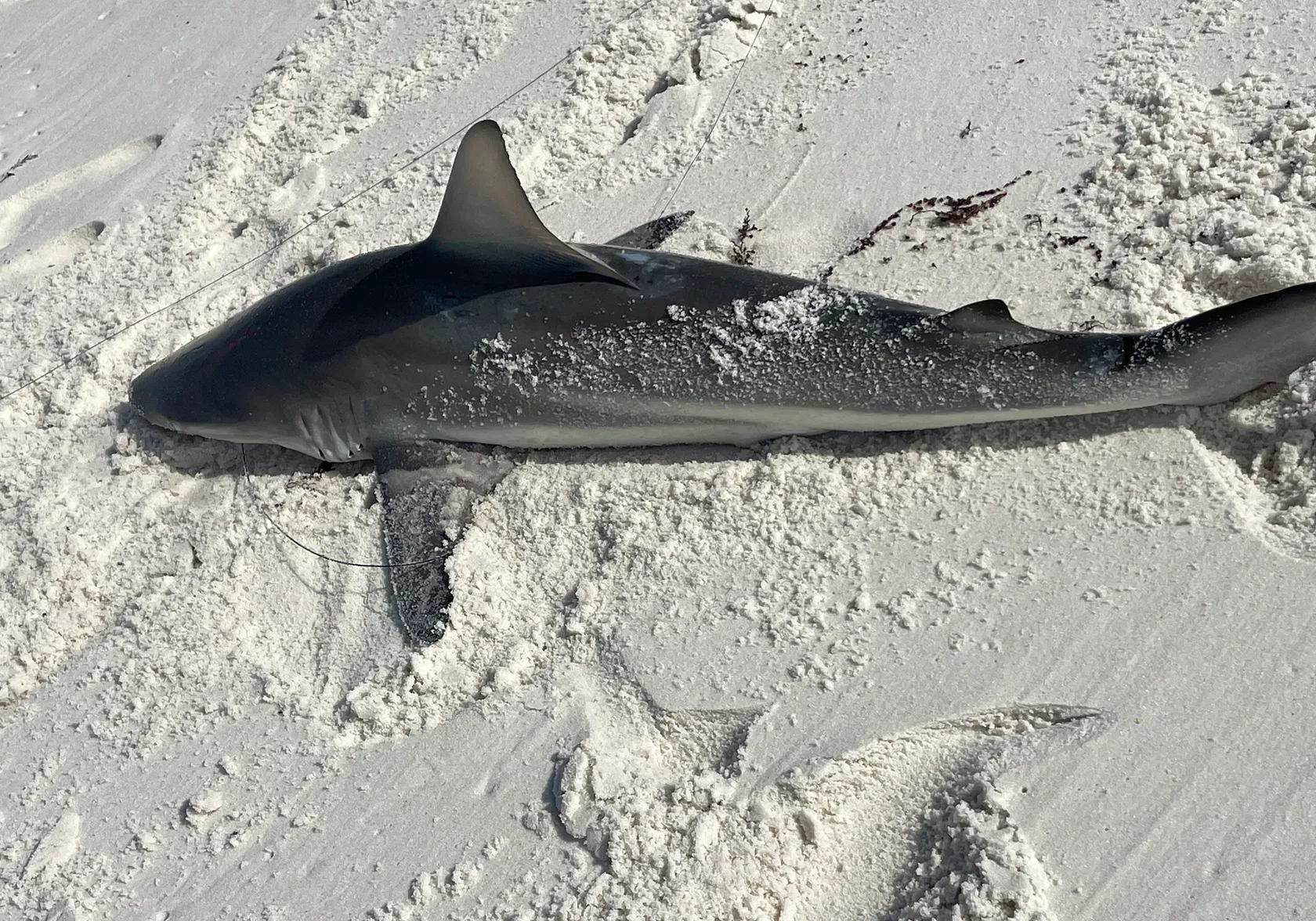 Spinner shark