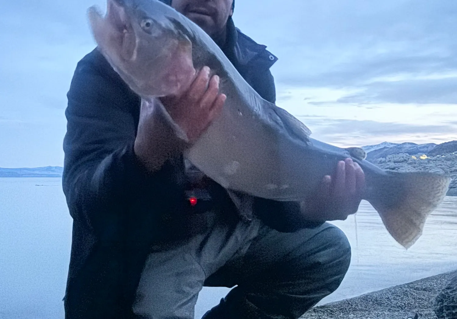 Lahontan cutthroat trout