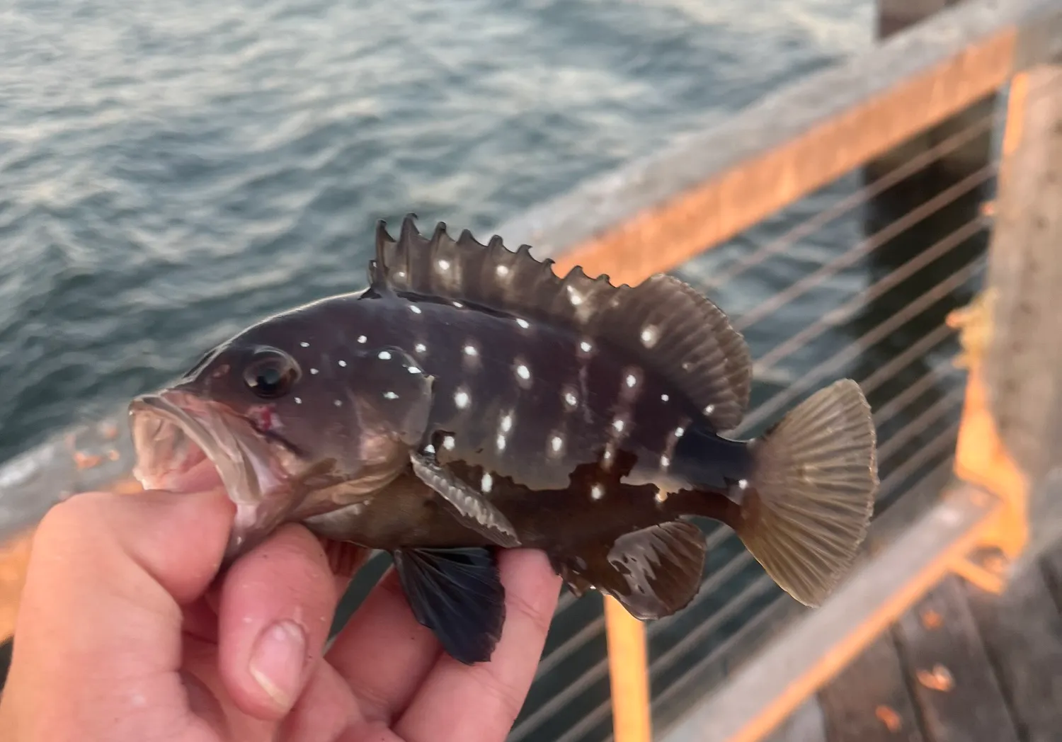 Snowy grouper