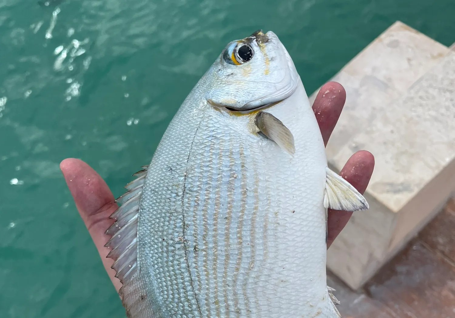 Bermuda sea chub