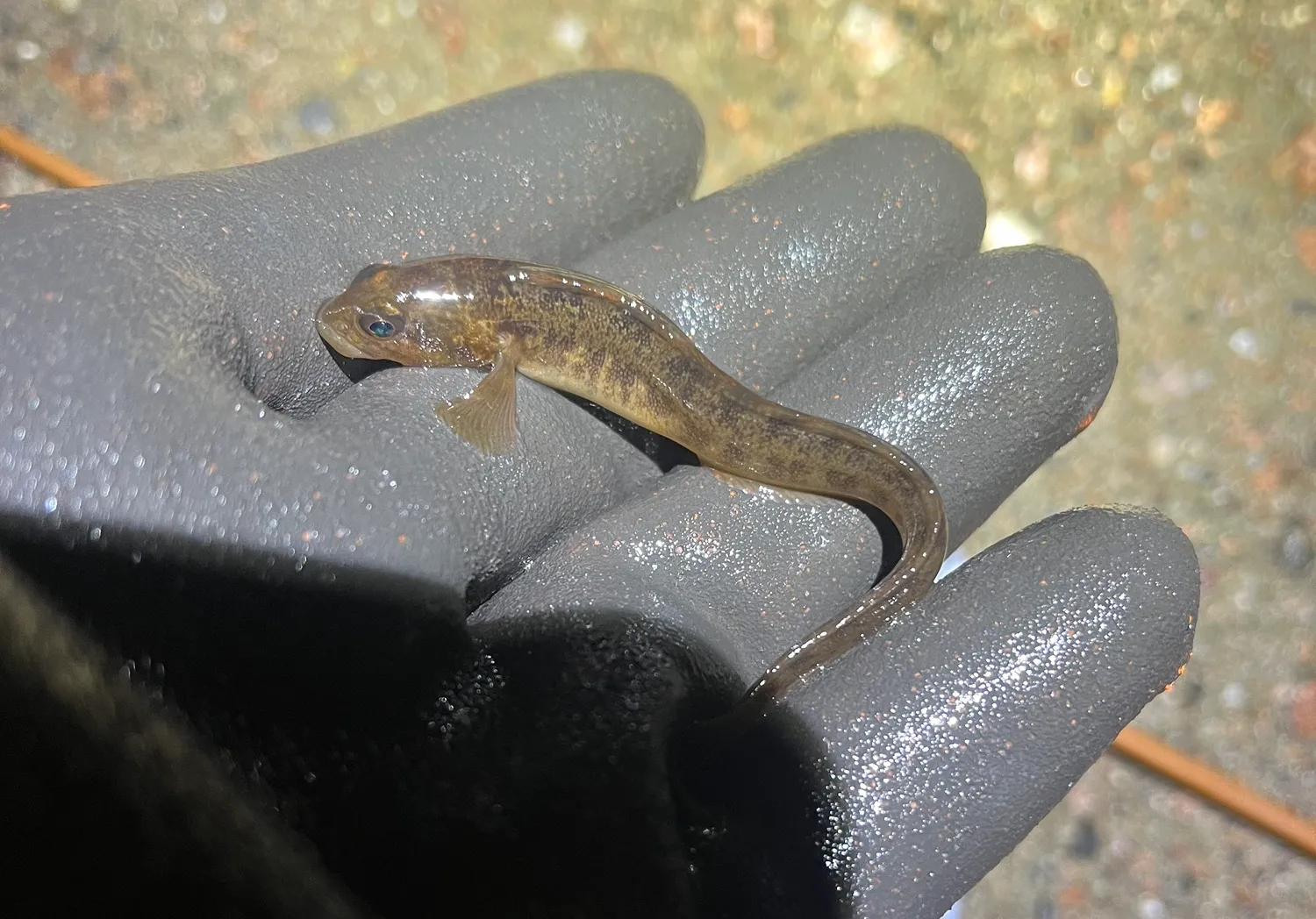 European eelpout