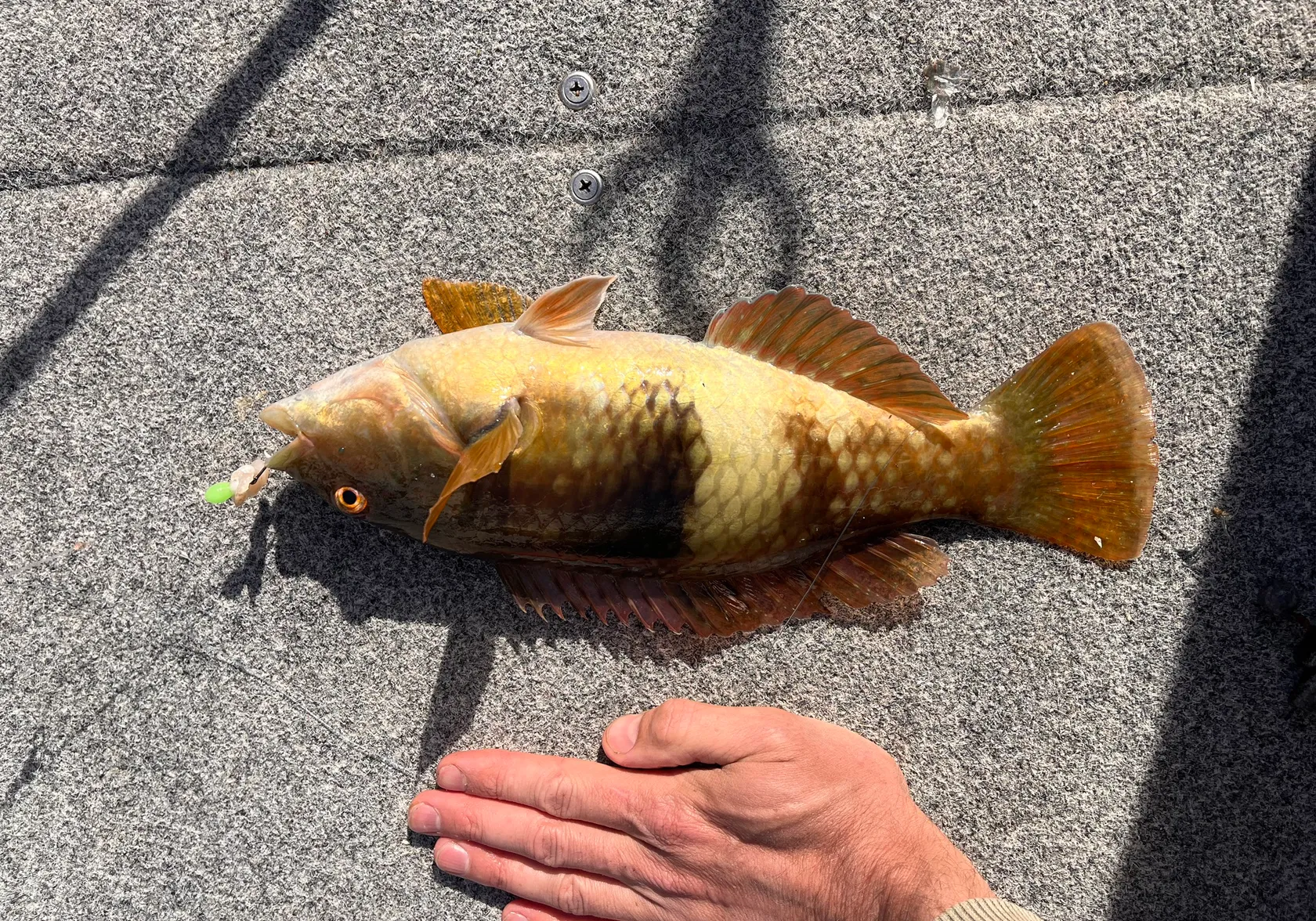 Blue-throated wrasse