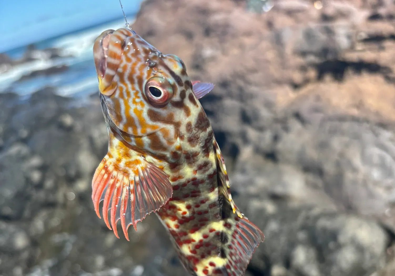 Marbled Rockfish