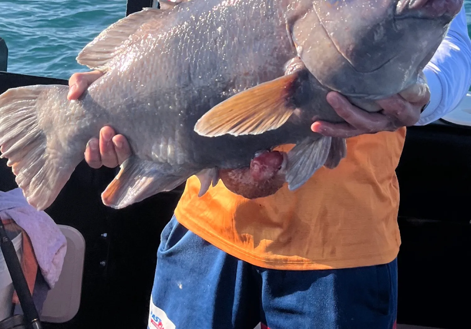 Eastern blue groper