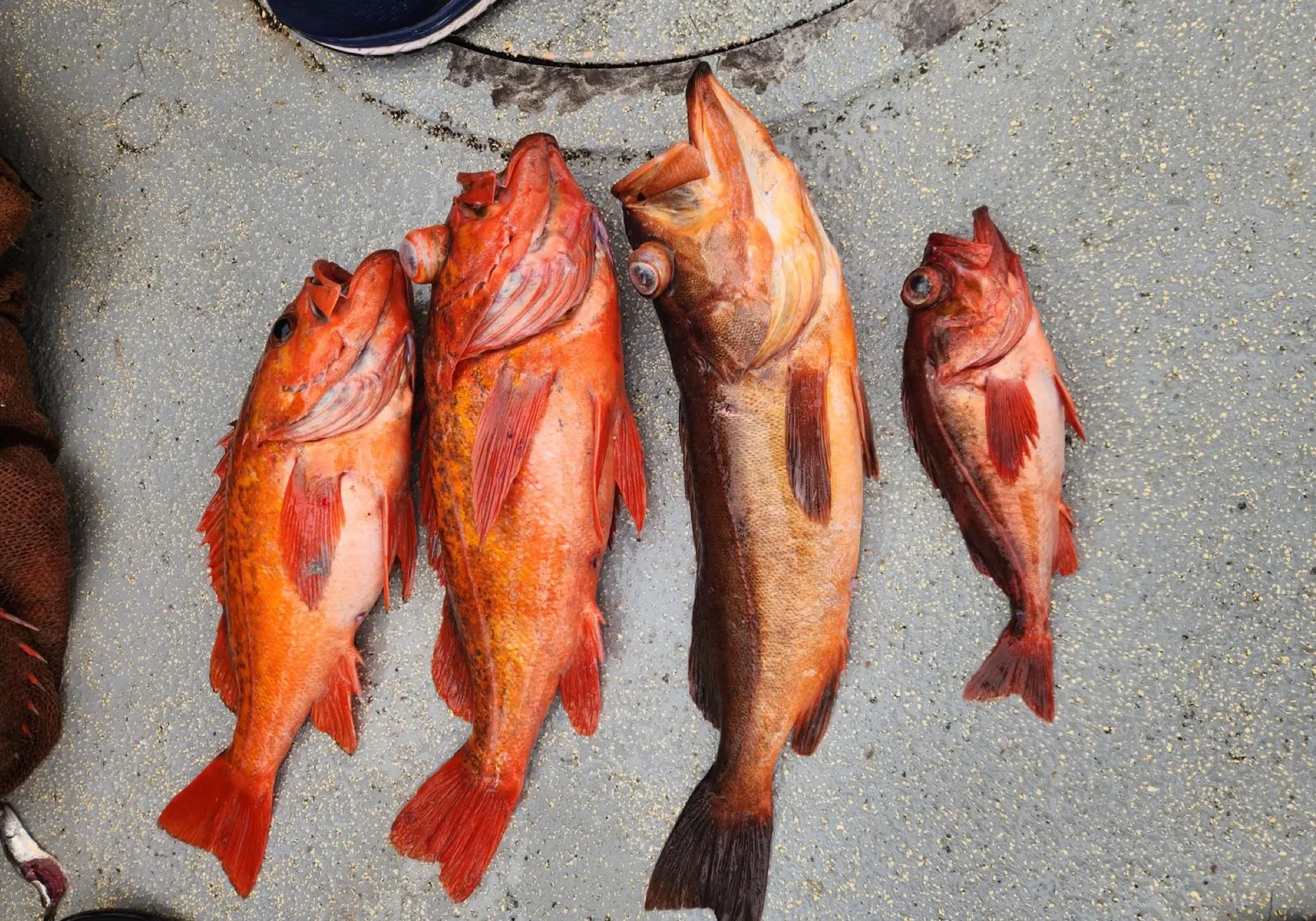 Redstripe rockfish