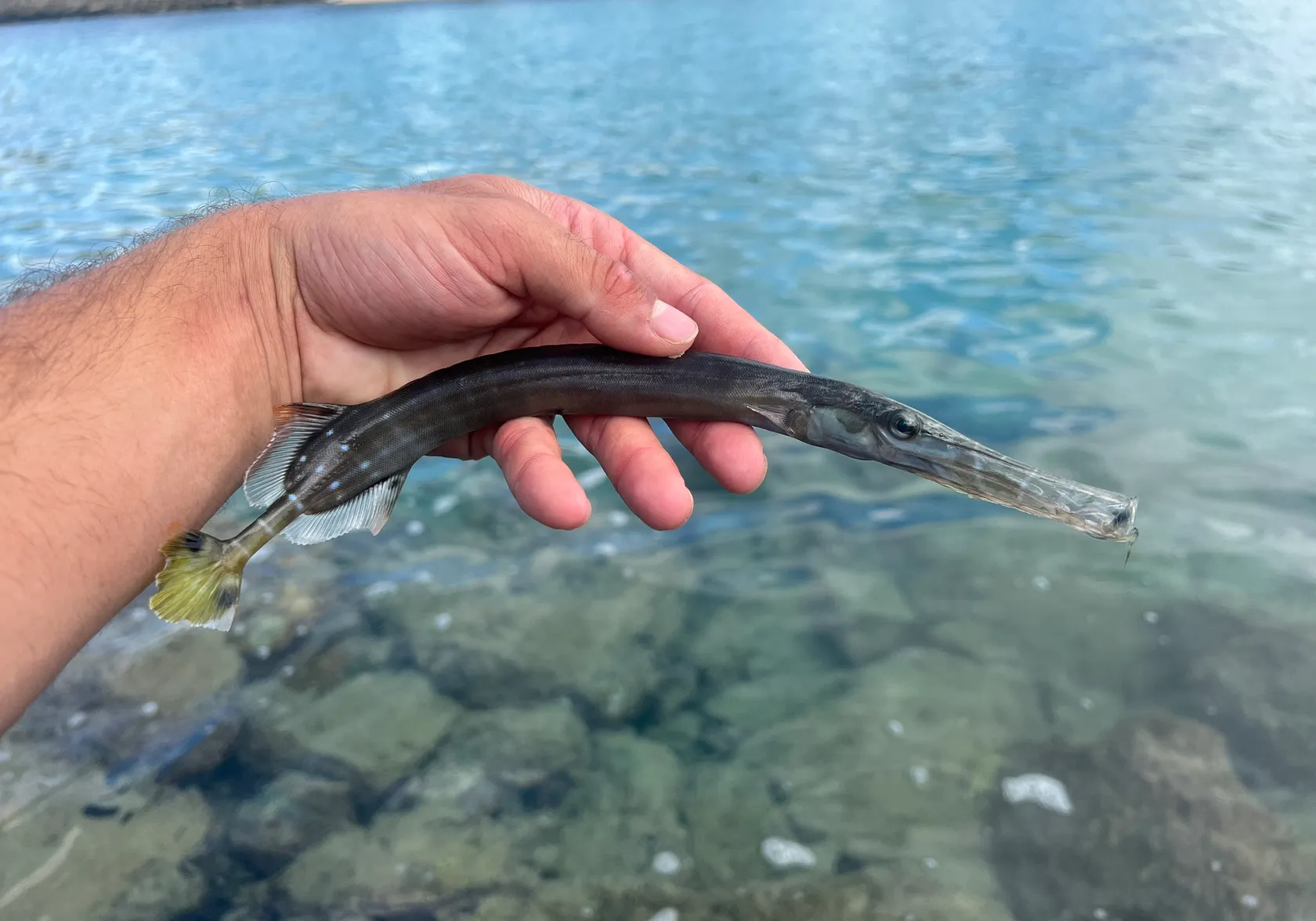 Chinese trumpetfish