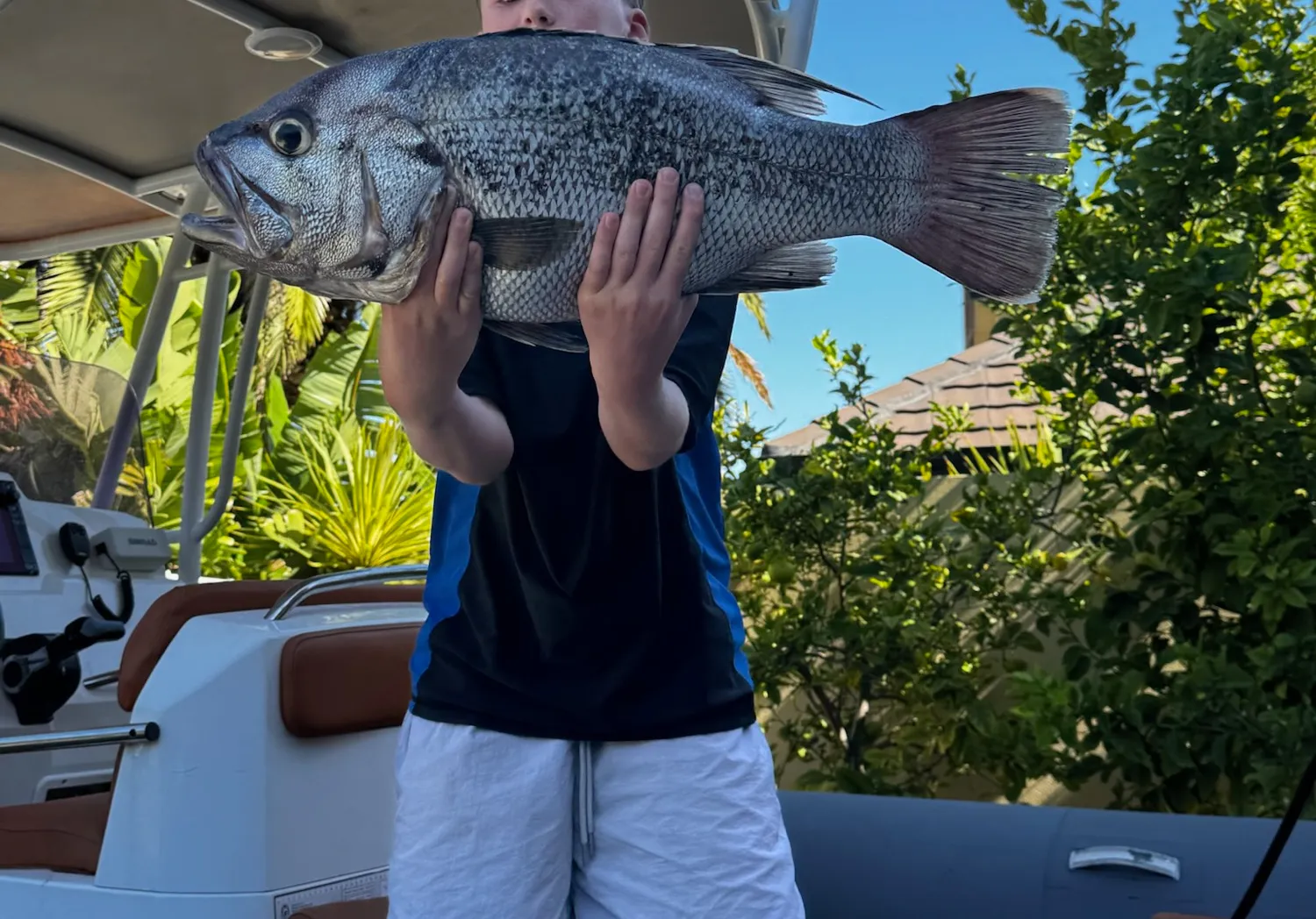 Westralian jewfish