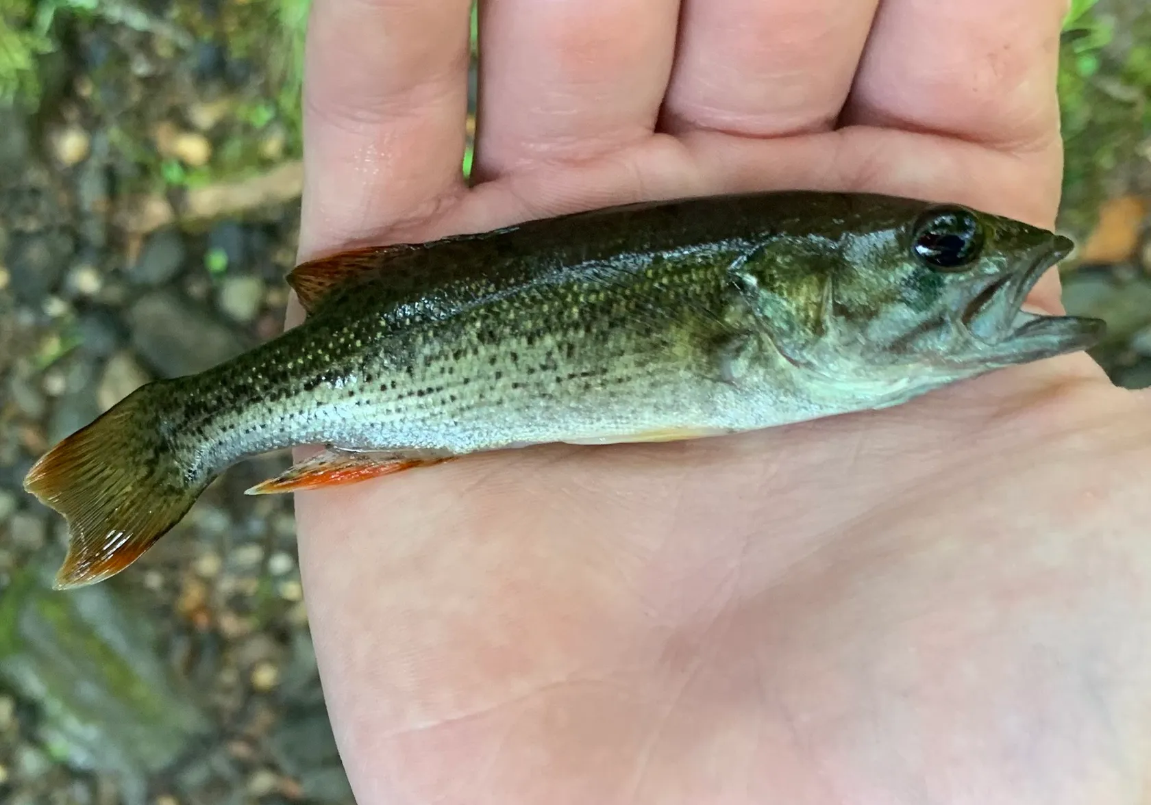 Chattahoochee bass