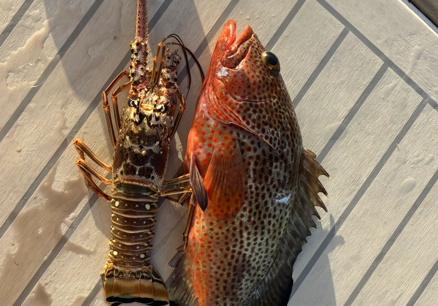 Red hind grouper