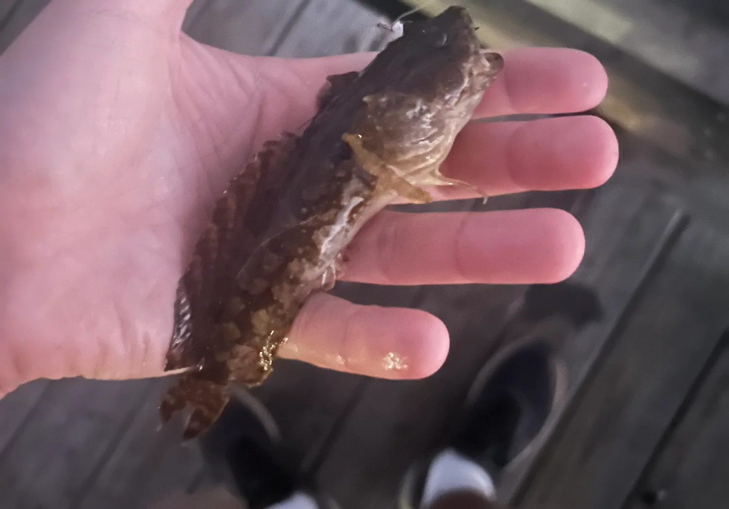 Gulf toadfish