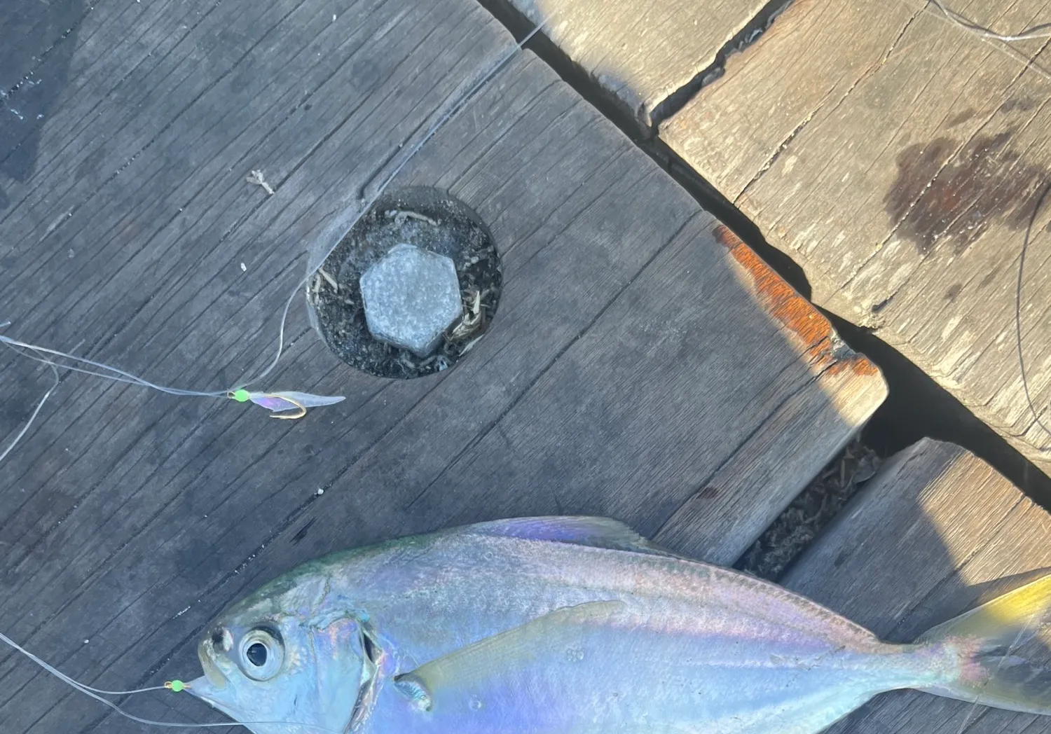 Pacific pompano