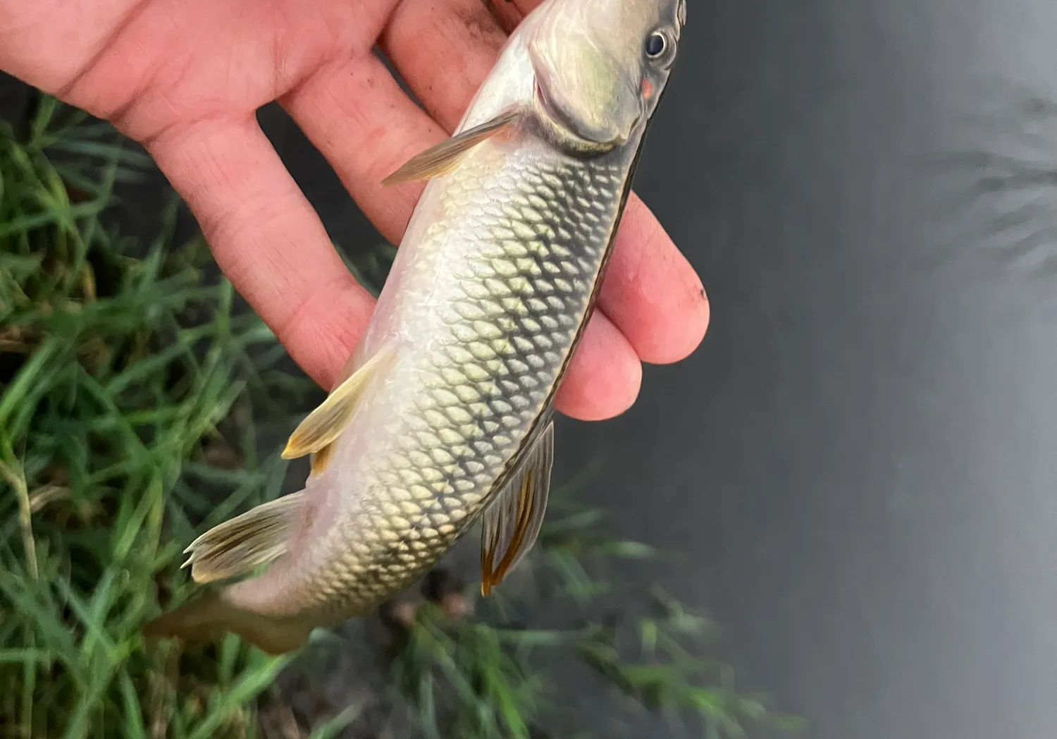 Hornyhead chub