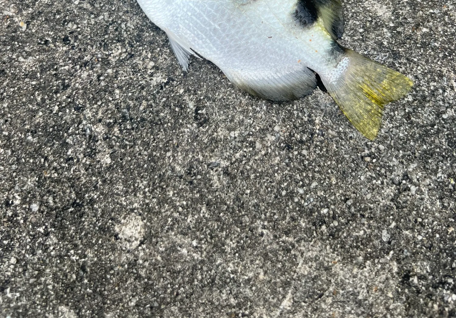 Banded archerfish