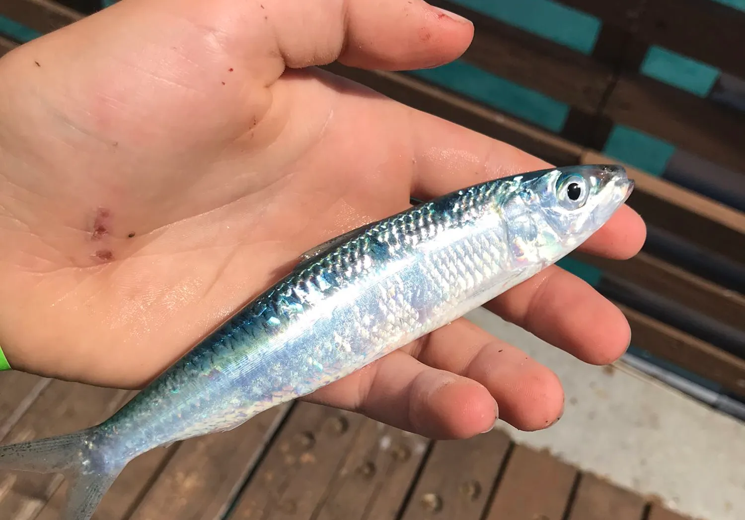 Atlantic herring