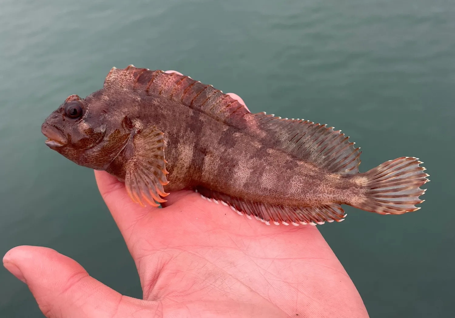 Tompot blenny