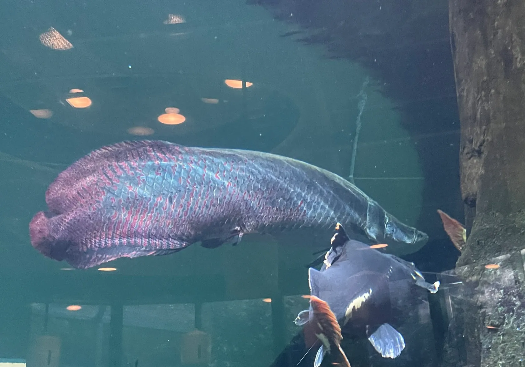 Arapaima