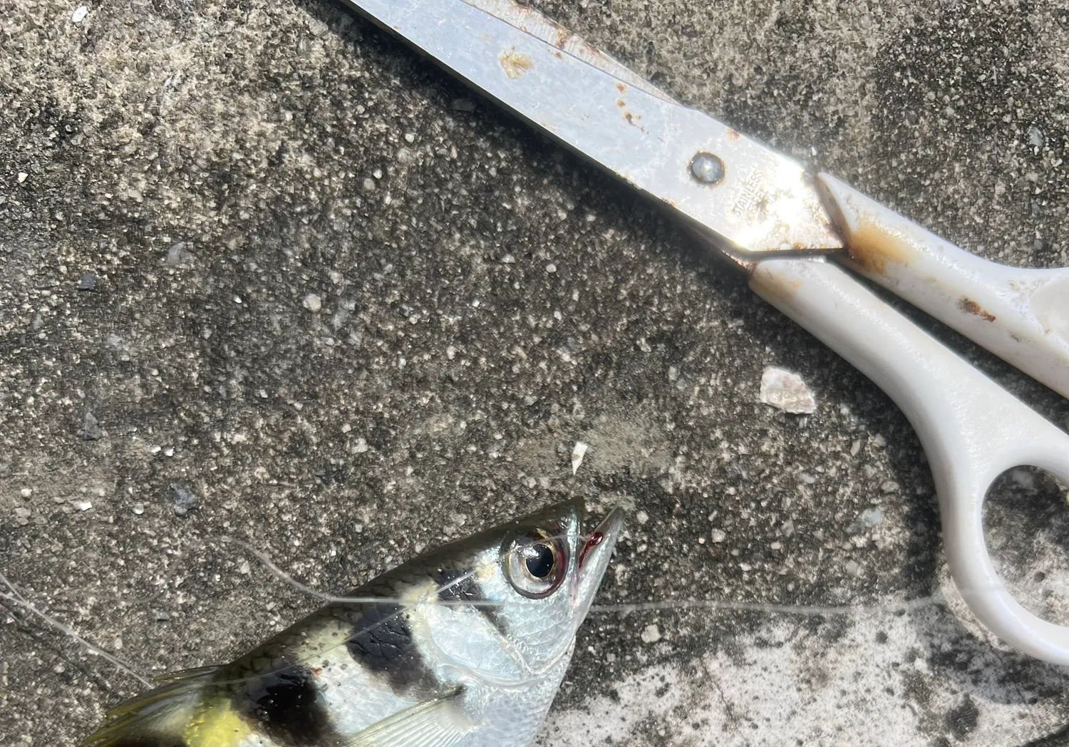 Banded archerfish