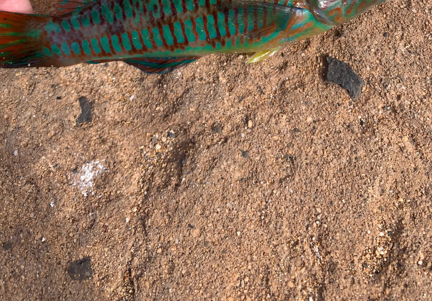 Surge wrasse