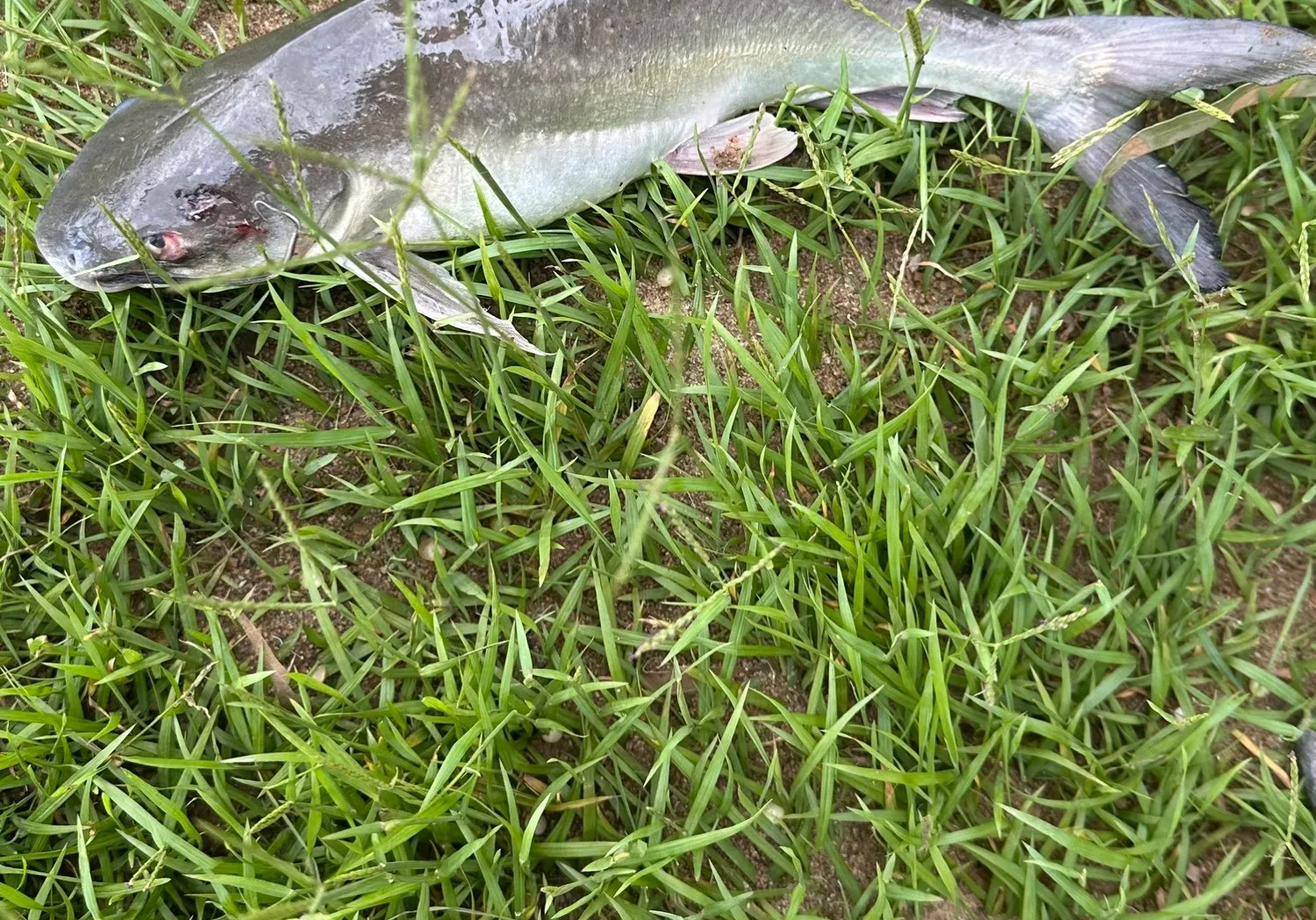 Blue salmon catfish