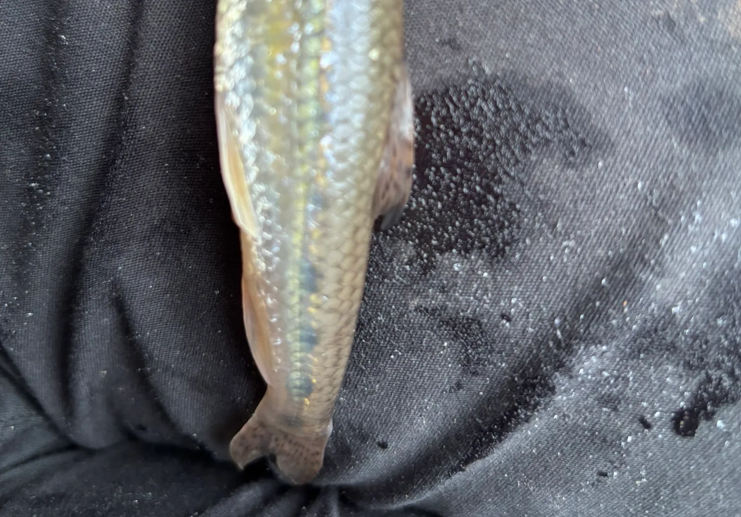 Gudgeon