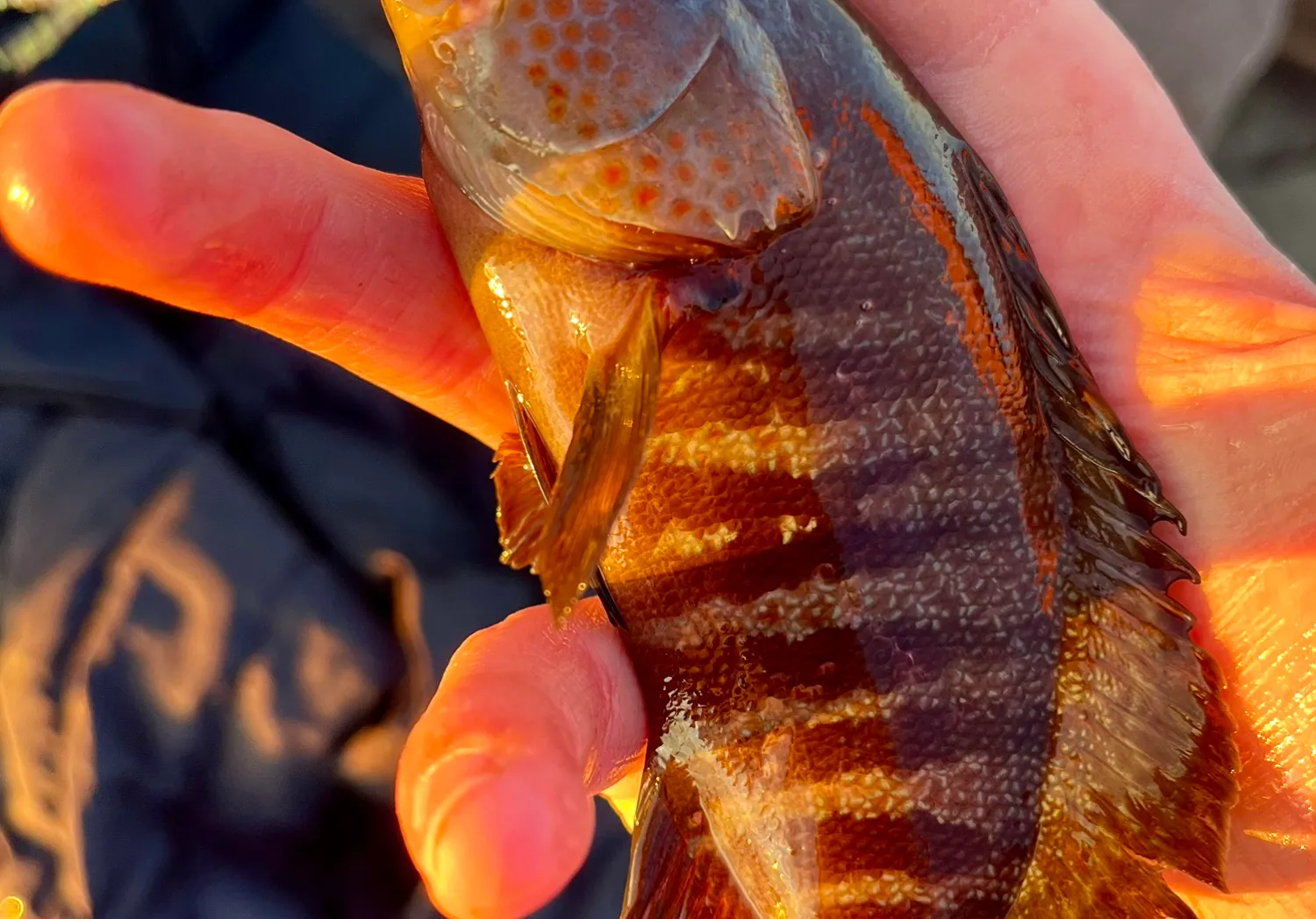 Red hind grouper