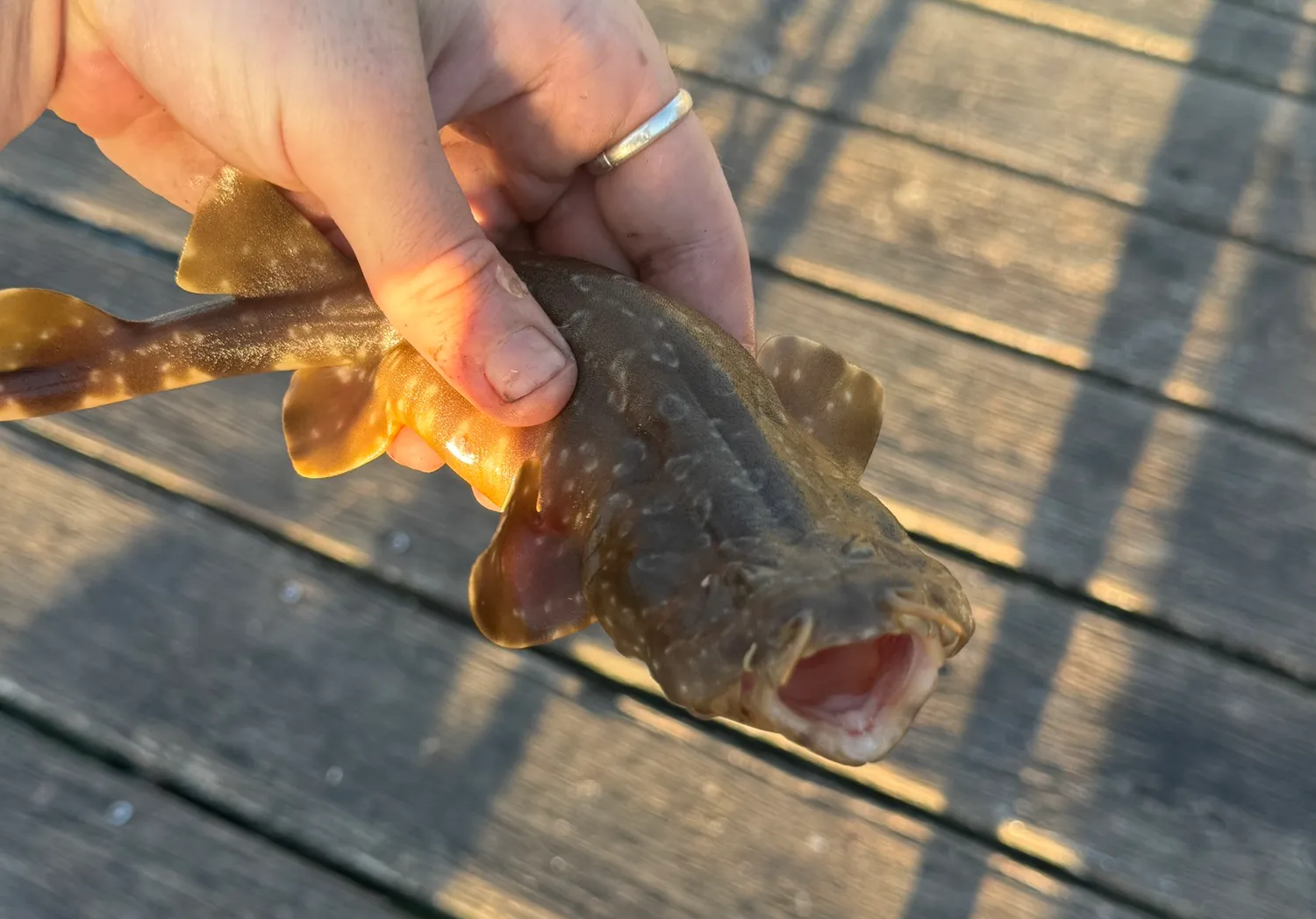 Spotted wobbegong