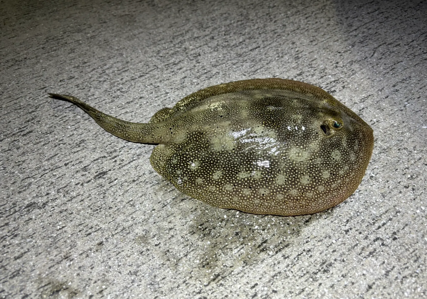 Yellow stingray