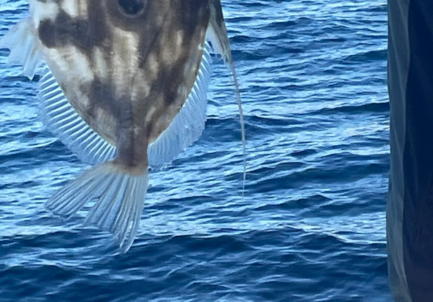 John dory